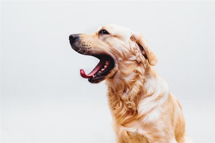 Perro golden retriever contento